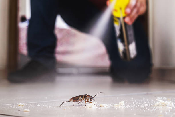 Best Flea Control Services  in Mountain View, AR